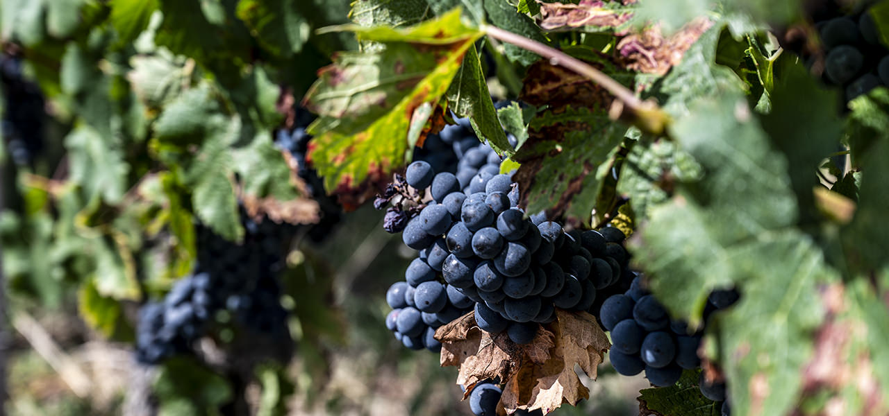 La Rhune | © Bert Schwarz 2023