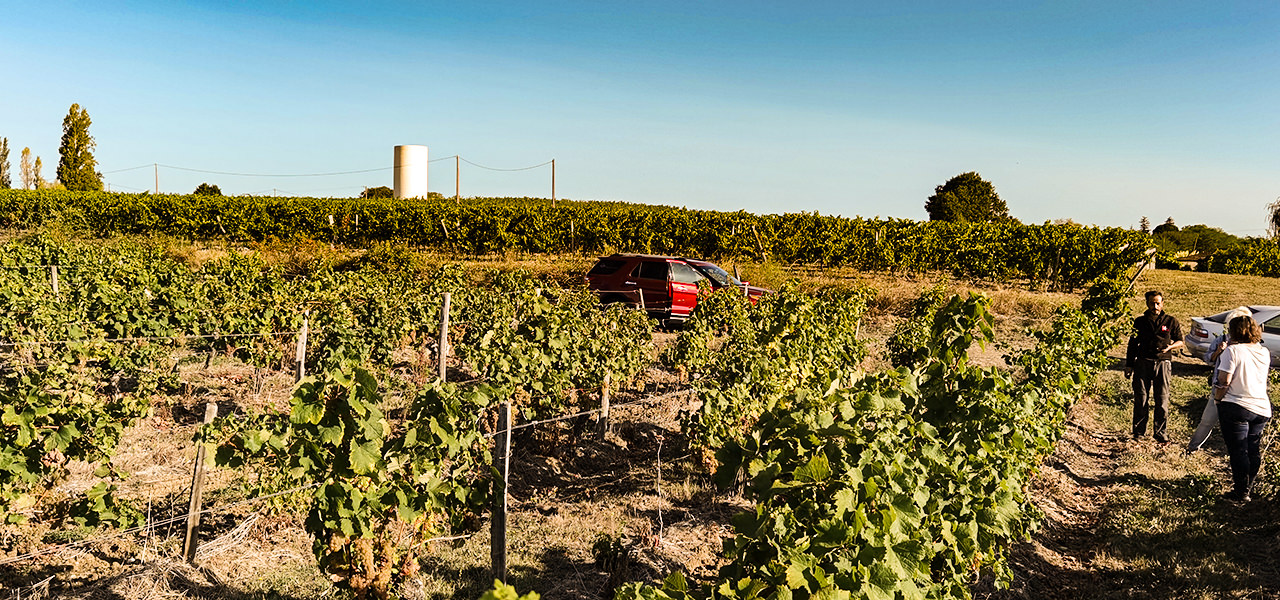 Weinlese auf Chateau Court Le Muts im Tal der Dordogne | © Bert Schwarz 2020